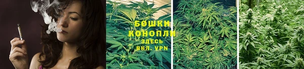 стаф Вязьма